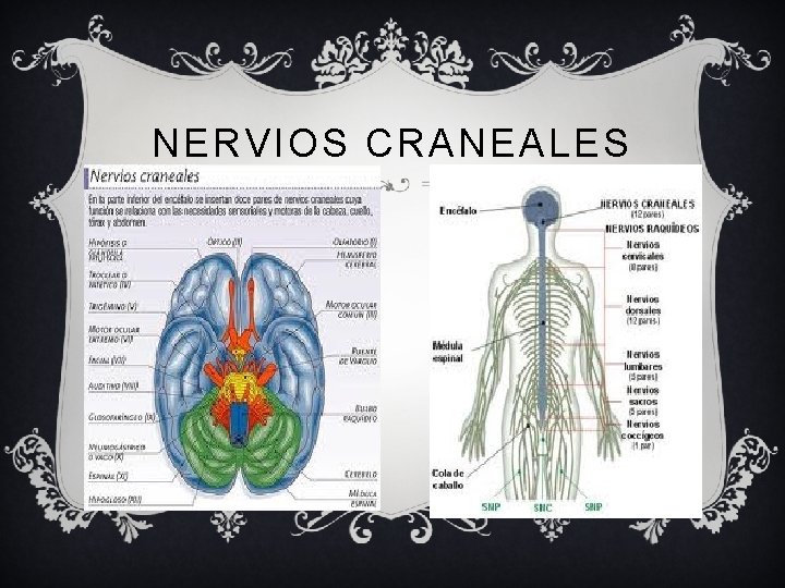 NERVIOS CRANEALES 