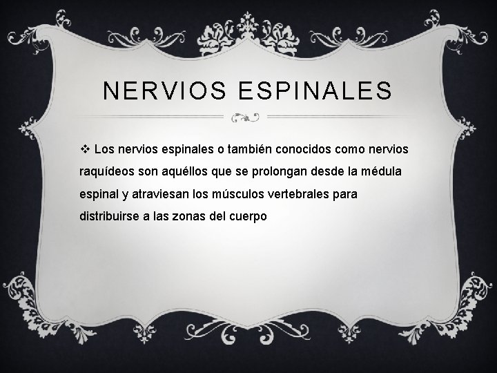 NERVIOS ESPINALES v Los nervios espinales o también conocidos como nervios raquídeos son aquéllos