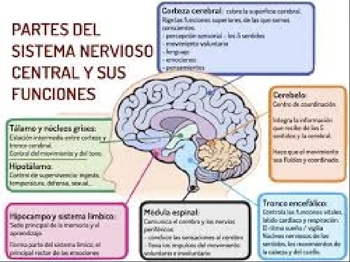 FUNCIONES GENERALES DEL SISTEMA NERVIOSO HUMANO 