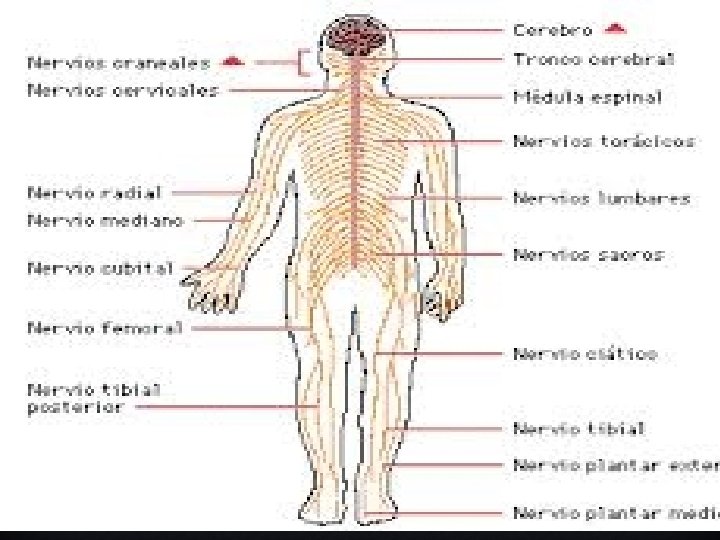 SISTEMA NERVIOSO CON SUS PARTES 