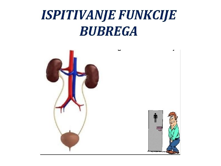 ISPITIVANJE FUNKCIJE BUBREGA 