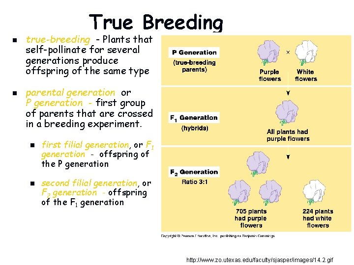 True Breeding n n true-breeding - Plants that self-pollinate for several generations produce offspring
