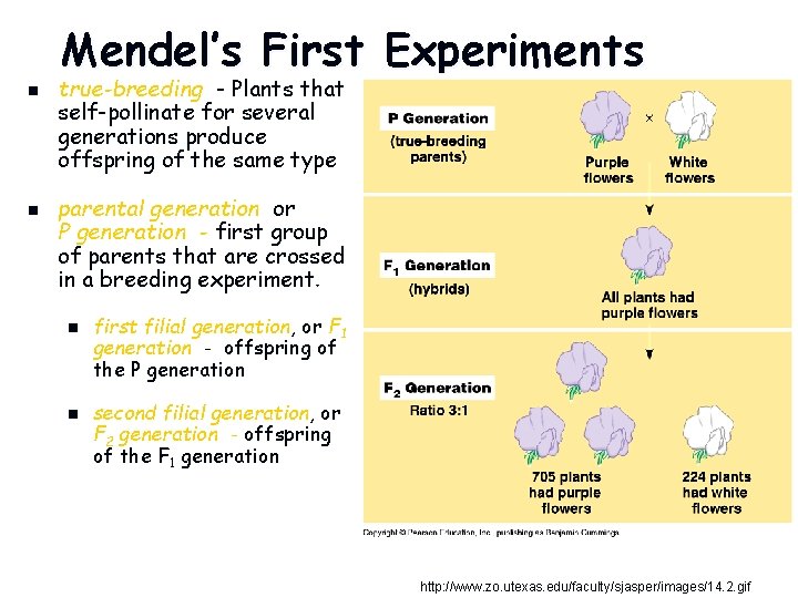 Mendel’s First Experiments n n true-breeding - Plants that self-pollinate for several generations produce