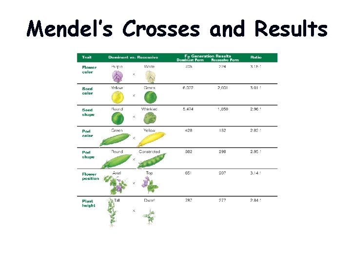 Mendel’s Crosses and Results 