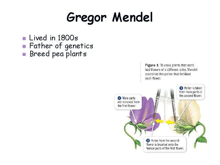 Gregor Mendel n n n Lived in 1800 s Father of genetics Breed pea