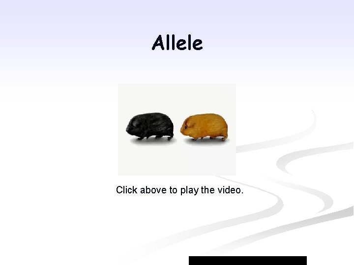 Allele Click above to play the video. 