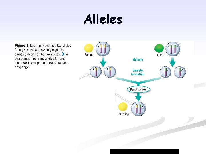 Alleles 