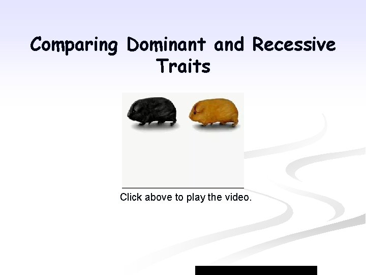Comparing Dominant and Recessive Traits Click above to play the video. 