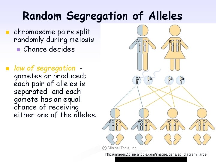 Random Segregation of Alleles n n chromosome pairs split randomly during meiosis n Chance