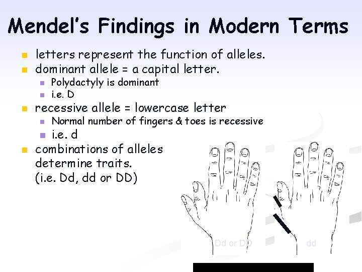 Mendel’s Findings in Modern Terms n n letters represent the function of alleles. dominant