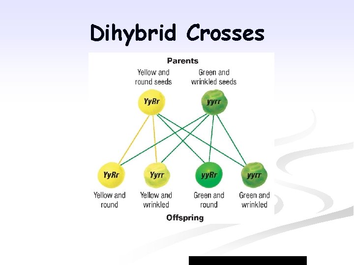 Dihybrid Crosses 
