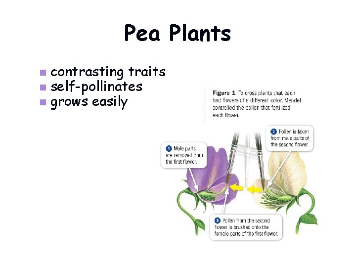 Pea Plants contrasting traits n self-pollinates n grows easily n 