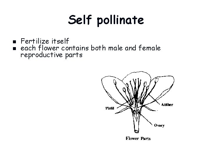 Self pollinate n n Fertilize itself each flower contains both male and female reproductive