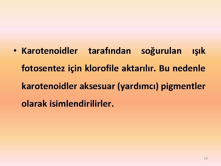  • Karotenoidler tarafından soğurulan ışık fotosentez için klorofile aktarılır. Bu nedenle karotenoidler aksesuar