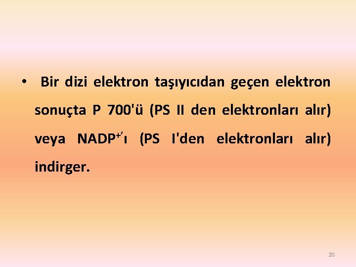  • Bir dizi elektron taşıyıcıdan geçen elektron sonuçta P 700'ü (PS II den