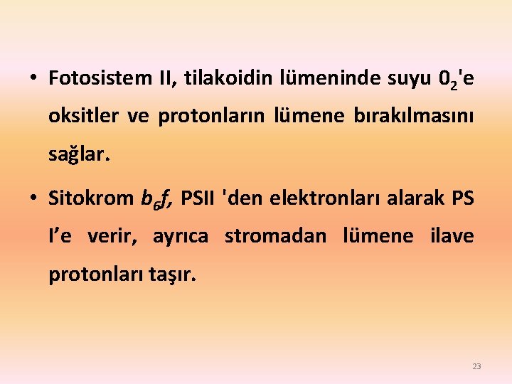  • Fotosistem II, tilakoidin lümeninde suyu 02'e oksitler ve protonların lümene bırakılmasını sağlar.