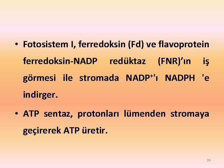  • Fotosistem I, ferredoksin (Fd) ve flavoprotein ferredoksin-NADP redüktaz (FNR)’ın iş görmesi ile