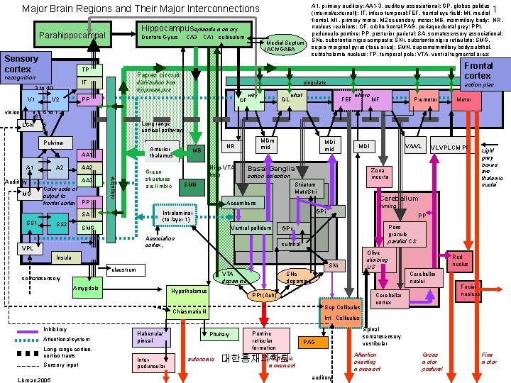 Major Brain Regions and Their Major Interconnections Sensory cortex V 1 V 2 6