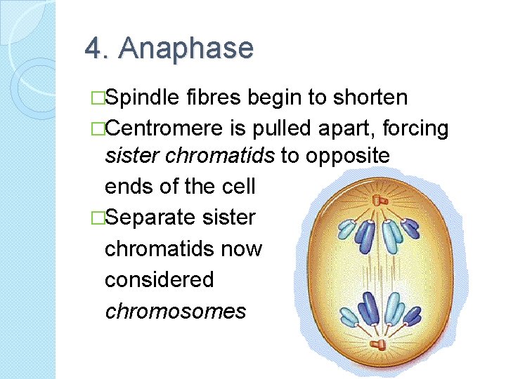 4. Anaphase �Spindle fibres begin to shorten �Centromere is pulled apart, forcing sister chromatids