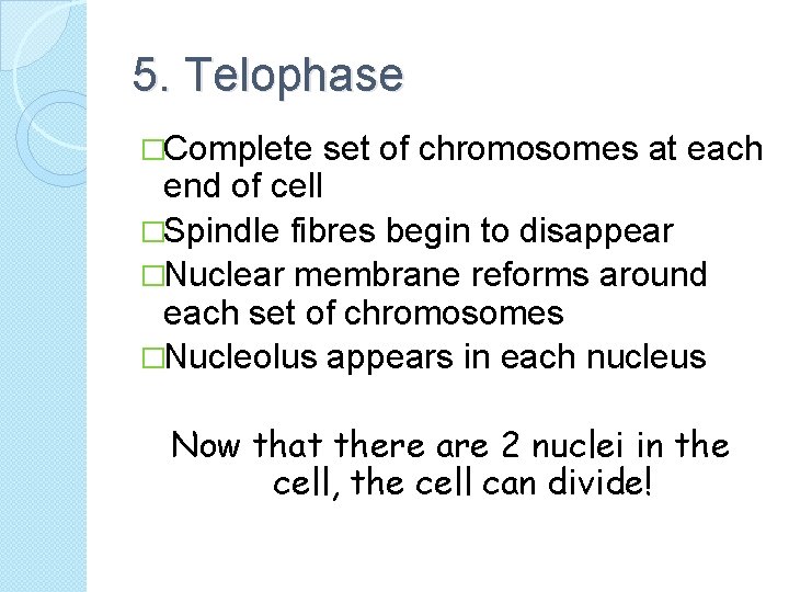 5. Telophase �Complete set of chromosomes at each end of cell �Spindle fibres begin