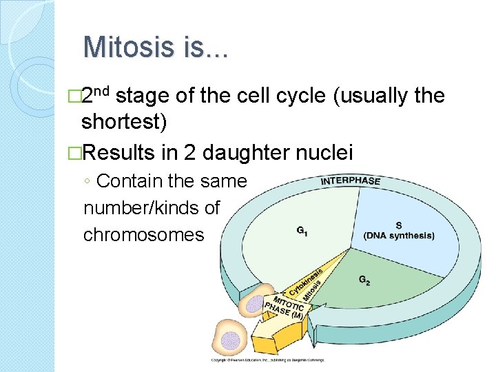 Mitosis is. . . � 2 nd stage of the cell cycle (usually the