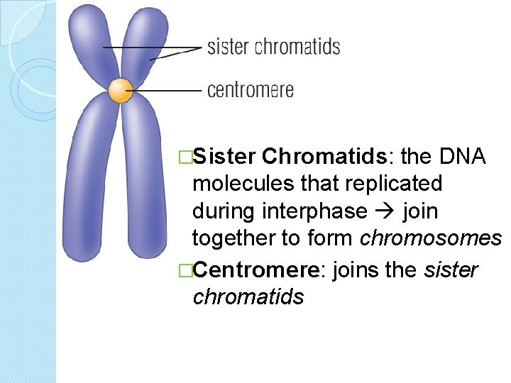 �Sister Chromatids: the DNA molecules that replicated during interphase join together to form chromosomes