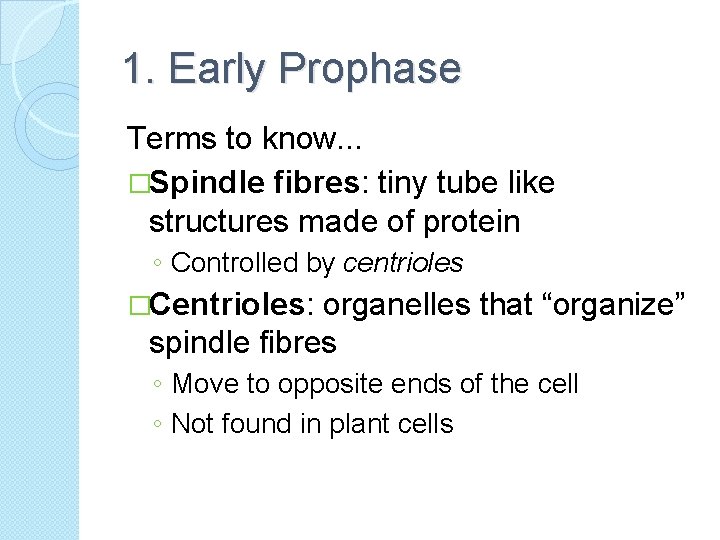 1. Early Prophase Terms to know. . . �Spindle fibres: tiny tube like structures