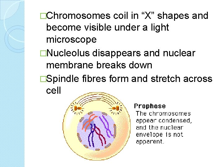 �Chromosomes coil in “X” shapes and become visible under a light microscope �Nucleolus disappears