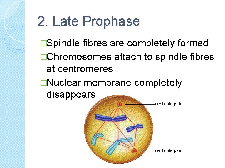 2. Late Prophase �Spindle fibres are completely formed �Chromosomes attach to spindle fibres at