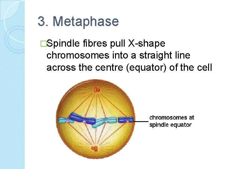 3. Metaphase �Spindle fibres pull X-shape chromosomes into a straight line across the centre