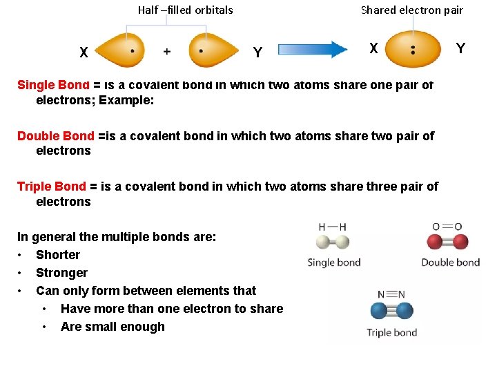 Half –filled orbitals X Shared electron pair Y X Single Bond = is a Half –filled orbitals X Shared electron pair Y X Single Bond = is a