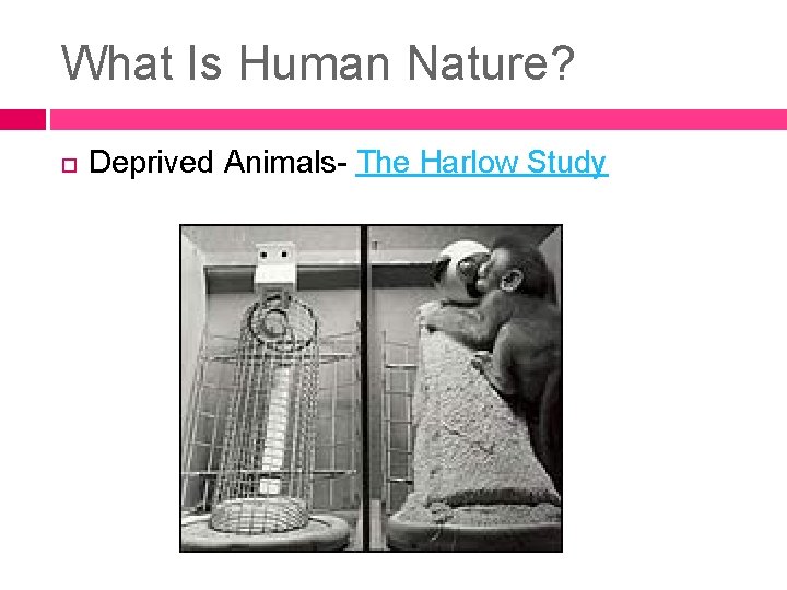 What Is Human Nature? Deprived Animals- The Harlow Study What Is Human Nature? Deprived Animals- The Harlow Study