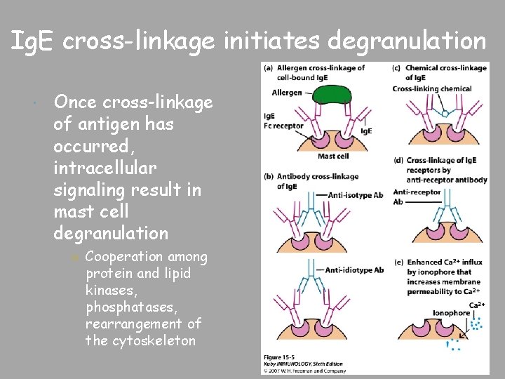 Ig. E cross-linkage initiates degranulation Once cross-linkage of antigen has occurred, intracellular signaling result