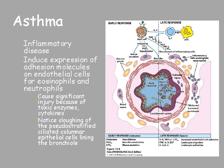 Asthma Inflammatory disease Induce expression of adhesion molecules on endothelial cells for eosinophils and