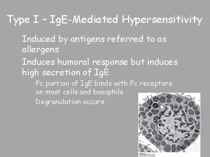 Type I – Ig. E-Mediated Hypersensitivity Induced by antigens referred to as allergens Induces