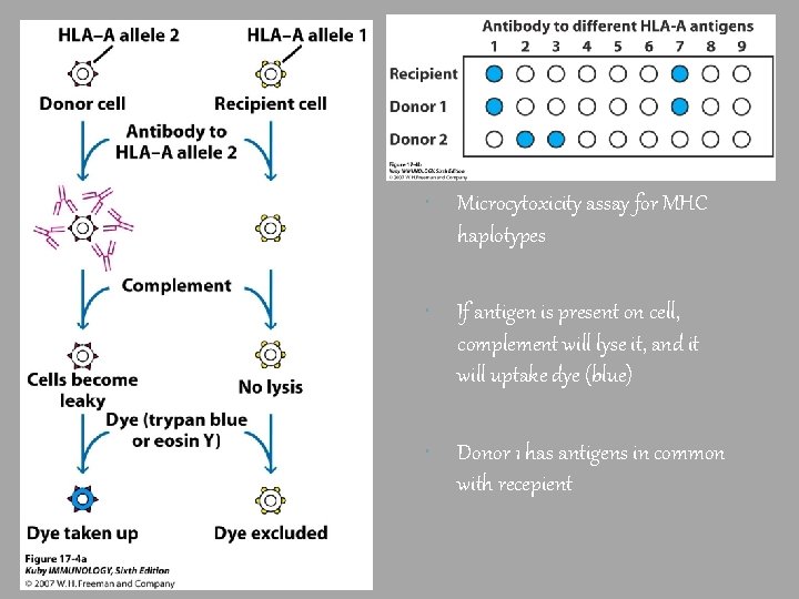  Microcytoxicity assay for MHC haplotypes If antigen is present on cell, complement will