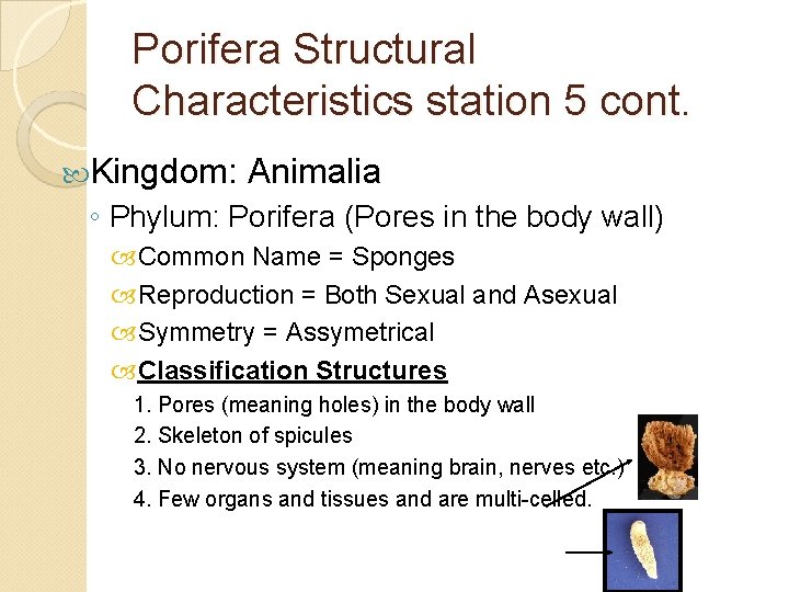 Porifera Structural Characteristics station 5 cont. Kingdom: Animalia ◦ Phylum: Porifera (Pores in the