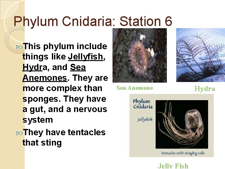 Phylum Cnidaria: Station 6 This phylum include things like Jellyfish, Hydra, and Sea Anemones.