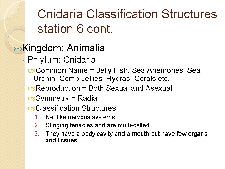 Cnidaria Classification Structures station 6 cont. Kingdom: Animalia ◦ Phlylum: Cnidaria Common Name =