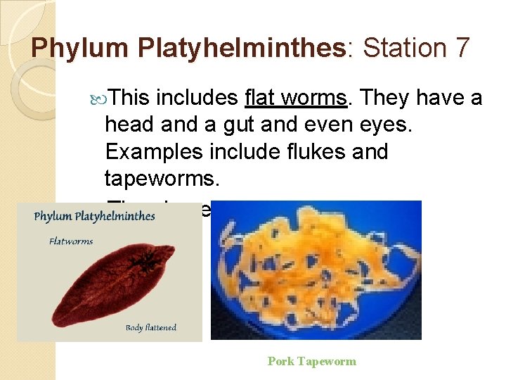 Phylum Platyhelminthes: Station 7 This includes flat worms. They have a head and a