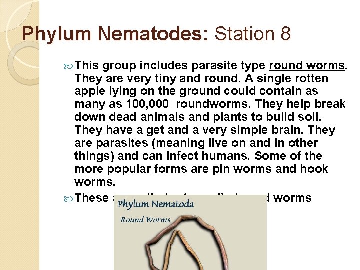 Phylum Nematodes: Station 8 This group includes parasite type round worms. They are very