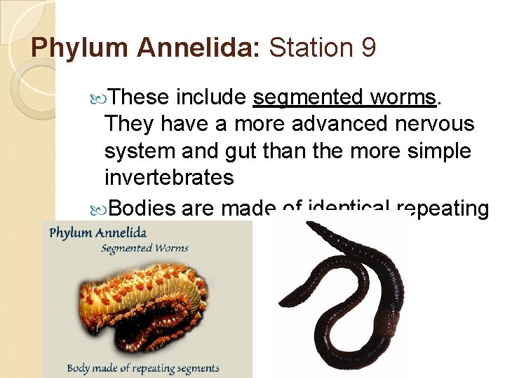 Phylum Annelida: Station 9 These include segmented worms. They have a more advanced nervous