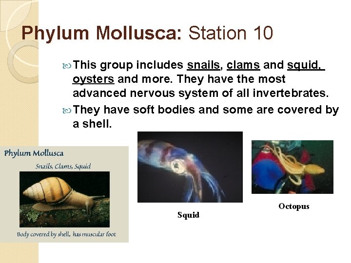 Phylum Mollusca: Station 10 This group includes snails, clams and squid, oysters and more.