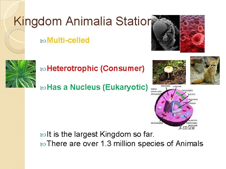Kingdom Animalia Station 1 Multi-celled Heterotrophic Has (Consumer) a Nucleus (Eukaryotic) It is the