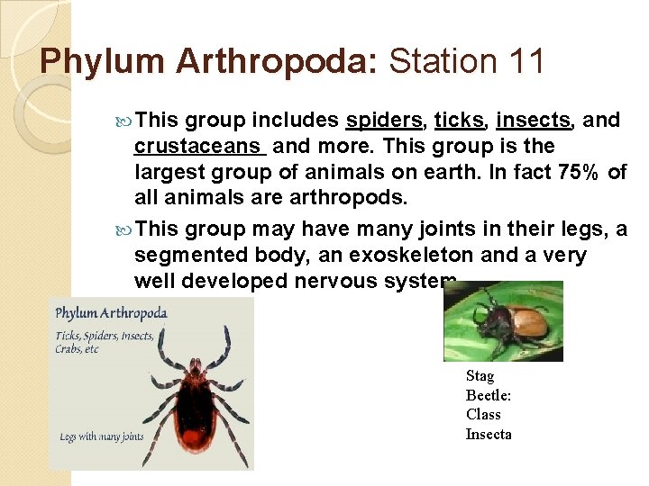 Phylum Arthropoda: Station 11 This group includes spiders, ticks, insects, and crustaceans and more.