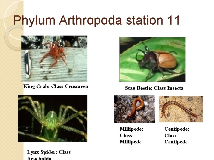 Phylum Arthropoda station 11 King Crab: Class Crustacea Stag Beetle: Class Insecta Millipede: Class