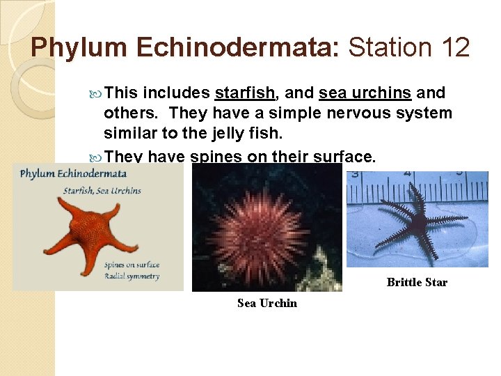 Phylum Echinodermata: Station 12 This includes starfish, and sea urchins and others. They have