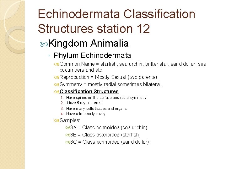 Echinodermata Classification Structures station 12 Kingdom Animalia ◦ Phylum Echinodermata Common Name = starfish,