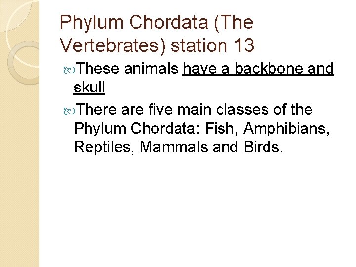 Phylum Chordata (The Vertebrates) station 13 These animals have a backbone and skull There