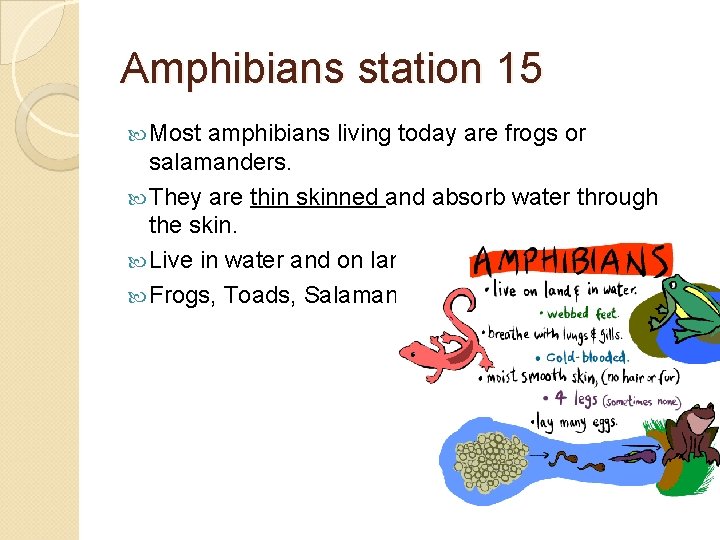 Amphibians station 15 Most amphibians living today are frogs or salamanders. They are thin
